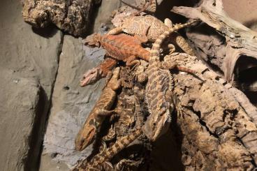 Bearded dragons kaufen und verkaufen Photo: Bartagame Jungtiere abzugeben