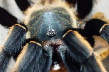 - bird spiders kaufen und verkaufen Photo: Some Theraphosidae available. - bird spiders kaufen und verkaufen Photo: Some Theraphosidae available.