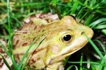 frogs kaufen und verkaufen Photo: Verkaufe im Frühsommer NZ von Pelophylax lessonae