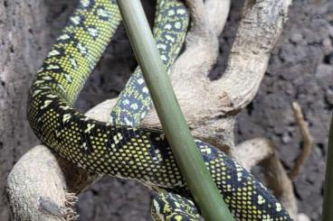 Pythons kaufen und verkaufen Photo: 0,1 Morelia spilota spilota DNZ von 2023
