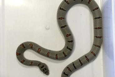 Schlangen kaufen und verkaufen Foto: 0,1 Lampropeltis  mexicana greeri NZ21