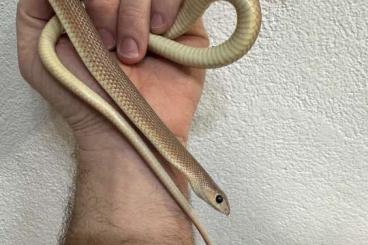 Snakes kaufen und verkaufen Photo: 1.1 Rhamphiophis oxyrhynchus