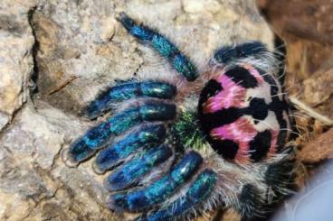 Vogelspinnen kaufen und verkaufen Foto: Biete T. seladonia Weibchen 