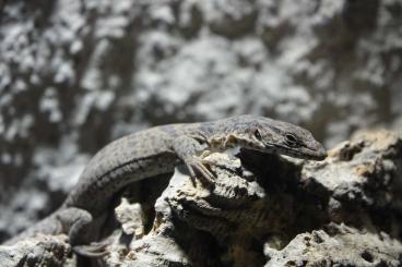 Monitor lizards kaufen und verkaufen Photo: Biete 0.0.1 Varanus gilleni