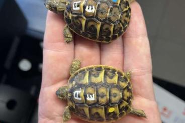 Tortoises kaufen und verkaufen Photo: Testudo hermanni hermanni und THB NZ 24/25 Lokalform Apulien/ Toskana