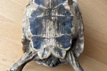 Landschildkröten kaufen und verkaufen Foto: Männliche griechische Landschildkröte