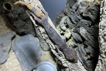 Geckos kaufen und verkaufen Foto: 1.1 Strophurus Ciliaris NZ2021