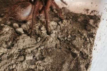 - bird spiders kaufen und verkaufen Photo: Verschiedene Spinnen zum Verkauf 