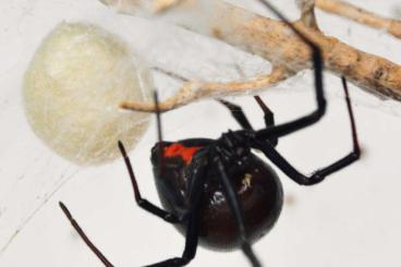 echte Webspinnen kaufen und verkaufen Foto: Latrodectus hesperus slings