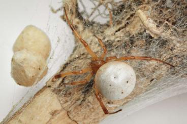 echte Webspinnen kaufen und verkaufen Foto: Widow Spiders (Latrodectus) spiderlings