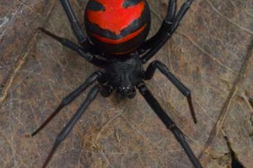 echte Webspinnen kaufen und verkaufen Foto: Widow Spiders (Latrodectus) spiderlings