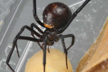 other spiders kaufen und verkaufen Photo: Latrodectus hesperus (F2, Arizona)