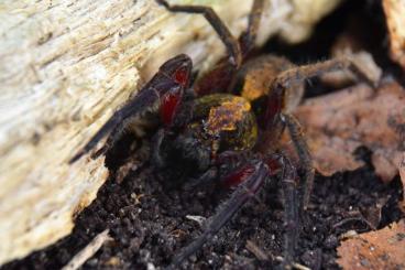 echte Webspinnen kaufen und verkaufen Foto: Bowie sp. Lâm Đồng spiderlings