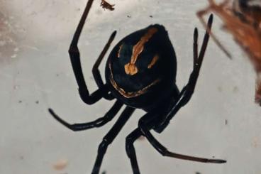 other spiders kaufen und verkaufen Photo: Latrodectus cf. cinctus mated female and slings