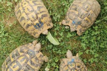 Landschildkröten kaufen und verkaufen Foto: Zucht Gruppe Testudo Hermanni Hermanni