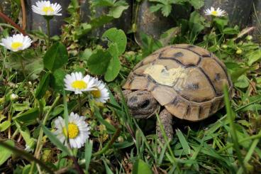 Landschildkröten kaufen und verkaufen Foto: Nachzuchten Testudo Graeca Ibera 