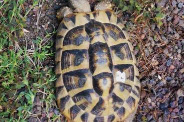 Tortoises kaufen und verkaufen Photo: Weibchen THB 2008 griechische Landschildkröte