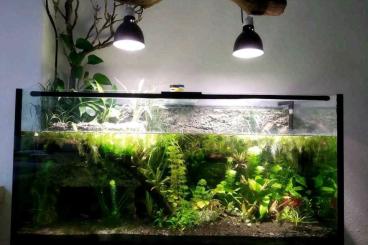 tanks kaufen und verkaufen Photo: Aqua-Terrarium / Aquarium für kleine Wasserschildkröten 