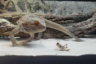 Bearded dragons kaufen und verkaufen Photo: Bartagame 1,5 Jahre alt (männlich)