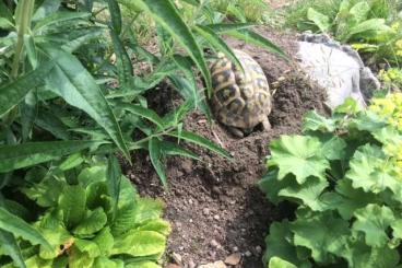 Landschildkröten kaufen und verkaufen Foto: Griechische Landschildkröten 60,- €; Schlupf Anfang Sept. 2023