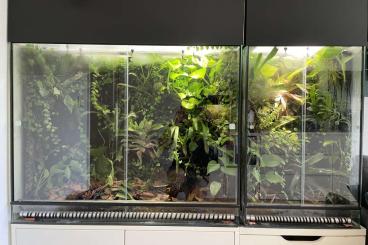 Enclosures kaufen und verkaufen Photo: 2 Terrarien (100*50*80 und 50*50*80) inkl. Beleuchtung und Beregnung Enclosures kaufen und verkaufen Photo: 2 Terrarien (100*50*80 und 50*50*80) inkl. Beleuchtung und Beregnung