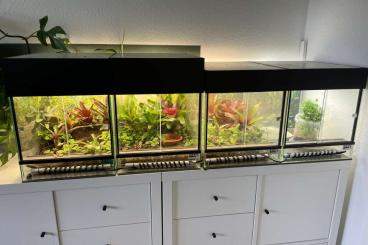 Terrarien kaufen und verkaufen Foto: Dendrobaten Terrarien - Aufzucht - 30*40*30 BTH Terrarien kaufen und verkaufen Foto: Dendrobaten Terrarien - Aufzucht - 30*40*30 BTH