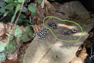 Poison dart frogs kaufen und verkaufen Photo: E. mysteriosus Gruppe 0.2.1 Poison dart frogs kaufen und verkaufen Photo: E. mysteriosus Gruppe 0.2.1