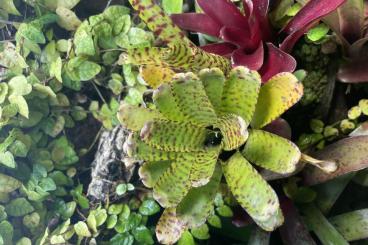 Sonstiges kaufen und verkaufen Foto: Bromelien (über 25 Stück) verschiedene Arten Sonstiges kaufen und verkaufen Foto: Bromelien (über 25 Stück) verschiedene Arten