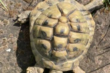 Landschildkröten kaufen und verkaufen Foto: Griechische Landschildkröte männlich 8 Jahre