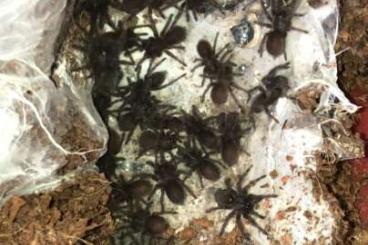 Vogelspinnen kaufen und verkaufen Foto: Bulk-Spinnlinge, Weibchen und ausgewachsene Männchen zum Versand