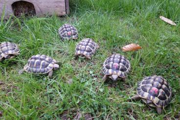 Tortoises kaufen und verkaufen Photo: Griechische Landschildkröten NZ 2017,2018 und 2020