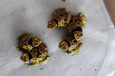 Pfeilgiftfrösche kaufen und verkaufen Foto: Dendrobates leucomelas bolivar fine spotted 