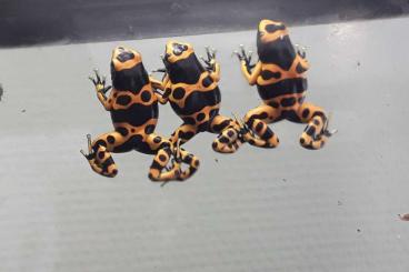 Pfeilgiftfrösche kaufen und verkaufen Foto: Dendrobates leucomelas puerto ayacucho Pfeilgiftfrösche kaufen und verkaufen Foto: Dendrobates leucomelas puerto ayacucho
