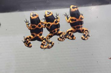 Pfeilgiftfrösche kaufen und verkaufen Foto: Dendrobates leucomelas puerto ayacucho 