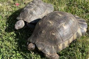 Landschildkröten kaufen und verkaufen Foto: Breitrandschildkröten. Testudo marginata. Weiblich. Männlich