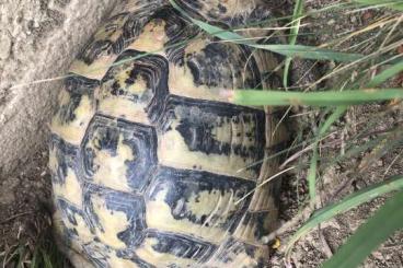Schildkröten  kaufen und verkaufen Foto: Pärchen griechische Landschildkröte adult 