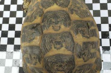 Tortoises kaufen und verkaufen Photo: Griechische Landschildkröten Pärchen zu verschenken Herpes positiv Tortoises kaufen und verkaufen Photo: Griechische Landschildkröten Pärchen zu verschenken Herpes positiv