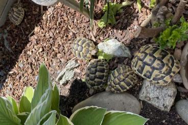 Tortoises kaufen und verkaufen Photo: Griechische  Landschildkröten THB