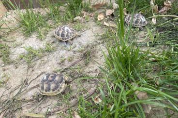 Landschildkröten kaufen und verkaufen Foto: Landschildkröten (maurisch)