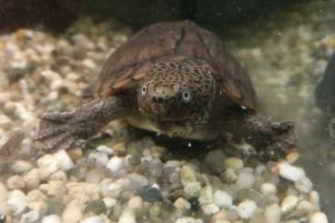 Turtles and Tortoises kaufen und verkaufen Photo: Mini Moschusschildkröte, Männchen, 6 Jahre 