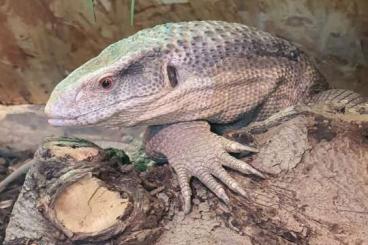 Lizards kaufen und verkaufen Photo: Männlicher Steppenwaran 2019