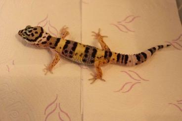 Geckos kaufen und verkaufen Photo: Leopardgecko Nachzucht 2021, mehrere Jungtiere zur Auswahl