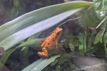 Poison dart frogs kaufen und verkaufen Photo: Biete 0.1.0 Oophaga pumilio Red frog beach Poison dart frogs kaufen und verkaufen Photo: Biete 0.1.0 Oophaga pumilio Red frog beach