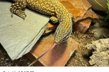 Monitor lizards kaufen und verkaufen Photo: Varanus Acanthurus RED Ackie „Rare Earth“ 