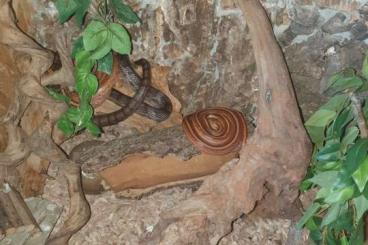 Colubrids kaufen und verkaufen Photo: KORNNATTERN und Terrarien abzugeben 