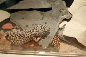 Geckos kaufen und verkaufen Photo: 3 Leopardgeckos (w) abzugeben