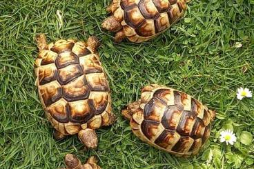 Landschildkröten kaufen und verkaufen Foto: Breitrandschildkröte - Testudo marginata - NZ 2020