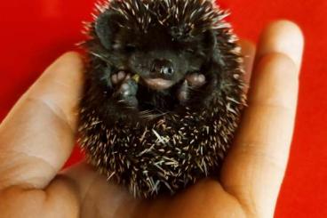 Exotische Säuger kaufen und verkaufen Foto: African Pygmy Hedgehogs Black