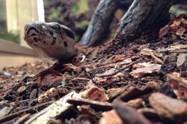 Boas kaufen und verkaufen Foto: Verkaufe Boa Constrictor Imperator