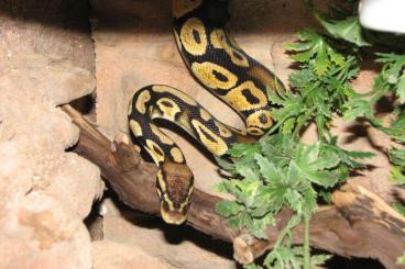 Ball Pythons kaufen und verkaufen Photo: 2 Königspythons Nominat und Pastel 